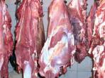 ilustrasi-sapi-tiren.jpg