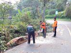 im-TRC-BPBD-Buleleng-saat-membersihkan-pohon-yang-tumbang-di-Desa-Wanagiri-Rabu.jpg