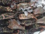 kabupaten-badung-mengekspor-produksi-lobster-hingga-ke-jepang.jpg