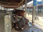 kondisi-sapi-sapi-yang-akan-dijual-di-pasar-beringkit-pada-jumat-16-juli-2021.jpg