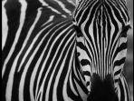 mimpi-zebra-mati.jpg
