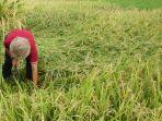 panen-padi-varietas-baru-m70d-dilakukan-di-subak-sidayu-desa-takmung.jpg