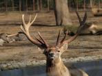 rusa-baktria_20160820_214531.jpg