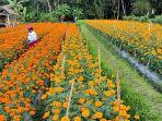 seorang-petani-di-desa-abang-kecamatan-abang-memanen-bunga-gumitir.jpg