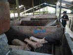 seorang-peternak-di-klungkung-sedang-membersihkan-kandang-babi-miliknya-belum-lama-ini.jpg