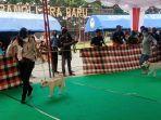 suasana-kontes-anjing-kintamani-di-alun-alun-bangli-minggu-85.jpg