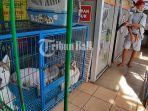 suasana-penitipan-anjing-dan-kucing-di-bali-pet-care-service-1.jpg