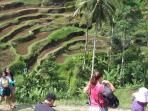 tempat-wisata-ceking-terrace-tegallalang_20150716_203319.jpg