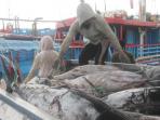 tribunbali-sbg-transhipment-benoa-tuna.jpg
