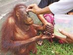 tumpek-kandang_20180121_074701.jpg