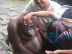 tumpek-kandang_20180819_124823.jpg