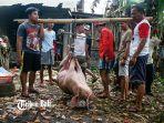 warga-sedang-menimbang-babi-yang-hendak-dipotong-untuk-kebutuhan-galungan.jpg