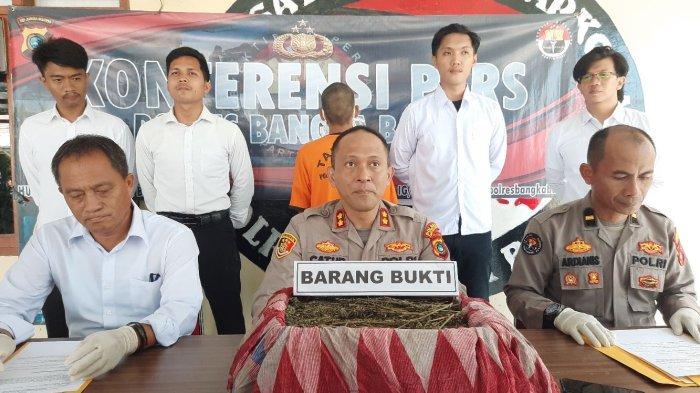 Breaking News: Polres Bangka Barat Tangkap Kurir Ganja Jaringan Aceh Seberat 2 Kg