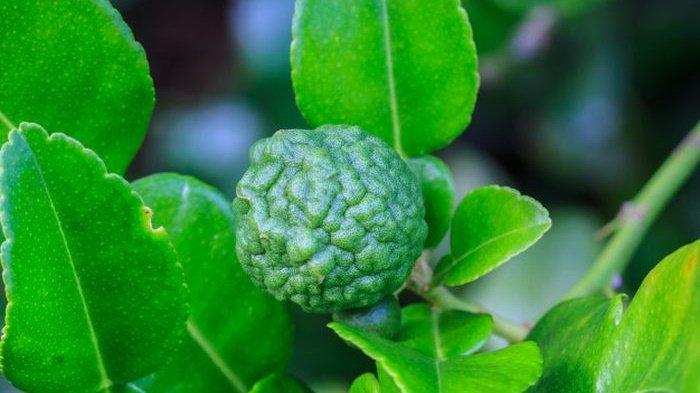 Inilah Manfaat Luar Biasa Mengkonsumsi Rebusan Daun Jeruk Purut Secara Rutin untuk Tubuh