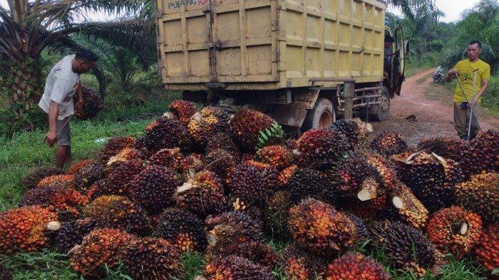 Harga Pupuk Sawit Naik, Petani Keluhkan Biaya Produksi Melonjak