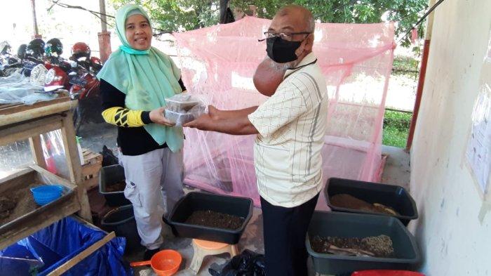 Solusi Urai Sampah Organik, Pojok Inspirasi Maggot DLH Bangka Bagikan Indukan BSF Gratis