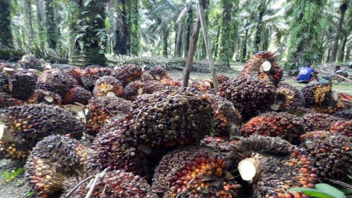 Perkiraan Pemerintah Tak Terbukti, Harga TBS Sawit Justru Makin Anjlok