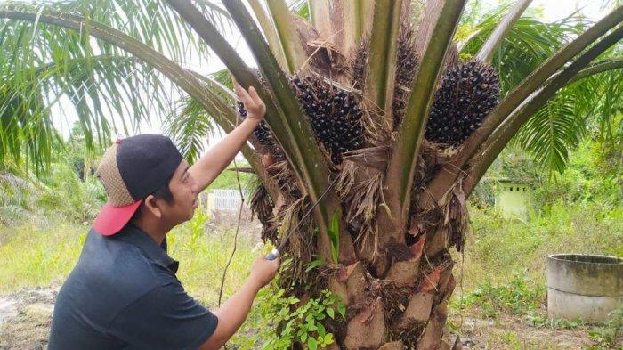 Banyak Pabrik CPO Belum Beroperasi, Tangkinya Penuh, Harga TBS Sawit Jatuh, Petani Jadi Korban