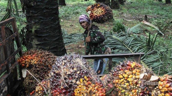 Harga Sawit Hari Ini Makin Murah Cuma Rp250 per Kg TBS, Pupuk Kian Mahal, Begini Solusinya