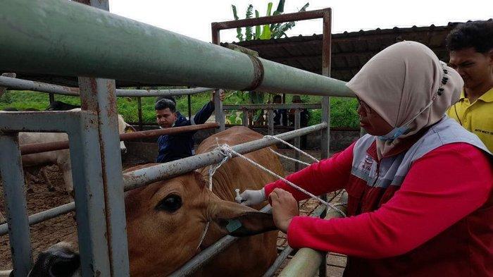 Wabah PMK di Kabupaten Bangka, Tersisa Satu Ekor Masih Sakit