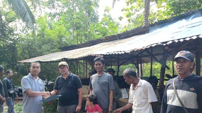 Wujudkan Swasembada Daging, 10 Ekor Sapi Dibagikan ke Peternak di Bangka Selatan