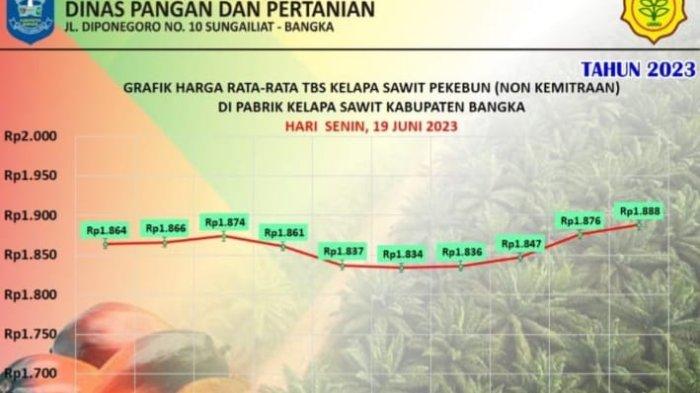 Harga TBS Sawit di Kabupaten Bangka Terus Membaik, Berikut Harga di 9 Perusahaan