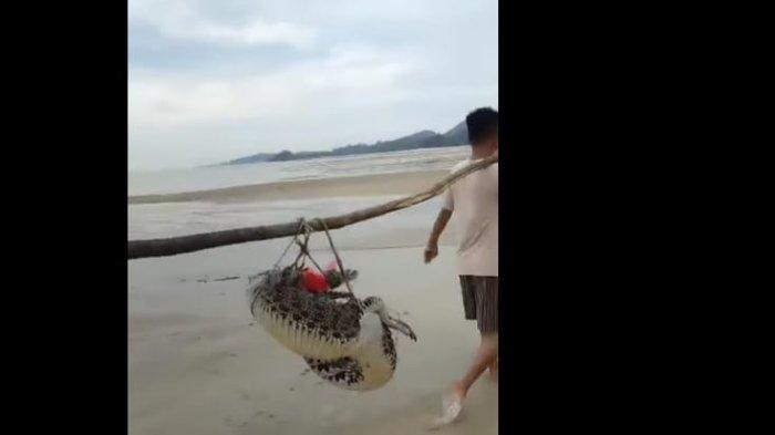 Postingan Anggota DPRD Bangka Selatan Viral Usai Duduk dan Bakar Buaya, Yogi Minta Maaf