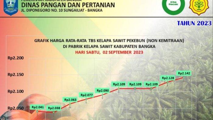Petani Sawit Optimis Harga TBS Naik di Kabupaten Bangka, Hari Ini Rp 2.142
