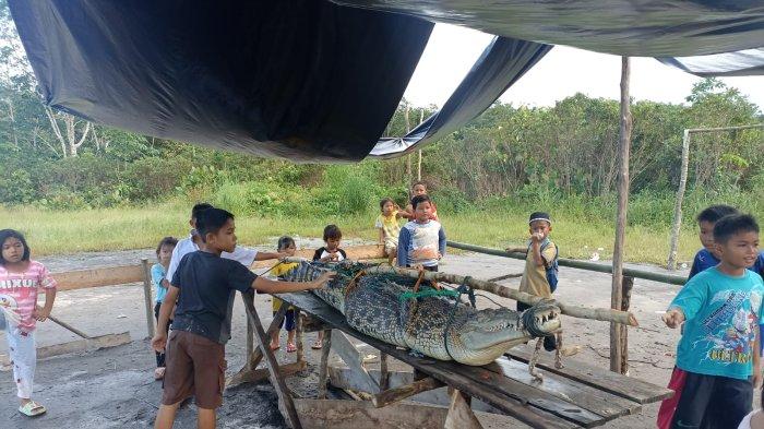 Pasca Penangkapan Buaya 2,5 Meter di Sungai Salim, Warga Persilahkan Pihak Lain untuk Penangkaran