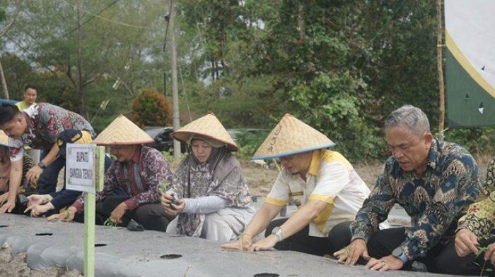 Tingkatkan Produktivitas Holtikultura di Bangka Tengah, 50.000 Bibit Cabai Ditanam di Enam Kecamatan
