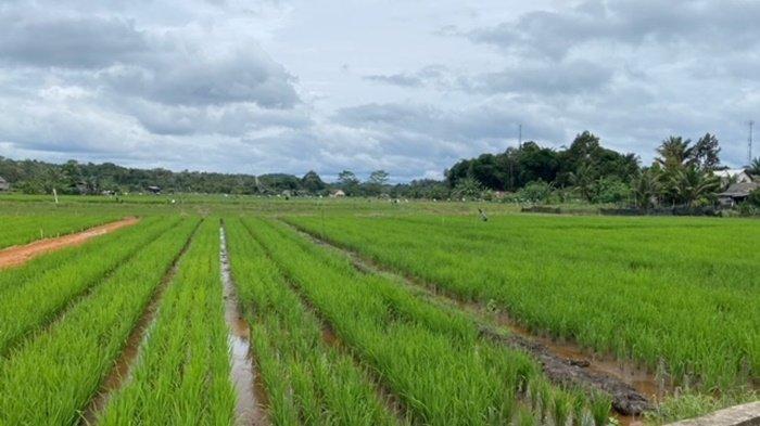 Panen Diprediksi Bulan Mei, Padi Organik di Persawahan Namang Seluas 2 Ha Mulai Tumbuh