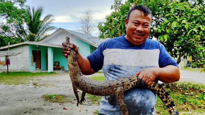 Kades Tangkap Buaya Remaja yang Dikira Biawak di Kolam Lele, Reptil Ini Makin Dekat dengan Manusia