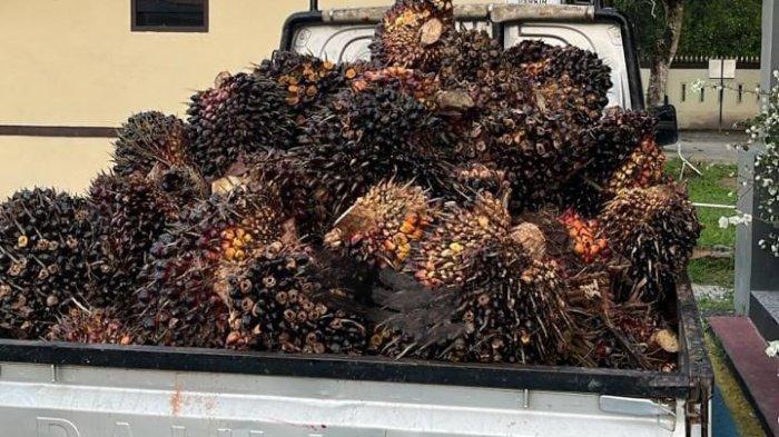 Pelaku Pencurian Sawit Tepergok Warga