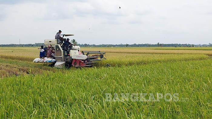 Panen Padi - Seorang pengemudi combine harvester ketika melakukan panen padi di lahan persawahan milik warga di Desa Rias, Kecamatan Toboali, Kabupaten Bangka Selatan, Provinsi Kepulauan Bangka Belitung, Kamis (21/8/2025). Saat ini sejumlah petani sudah mulai memasuki panen padi IP 200 secara  parsial.