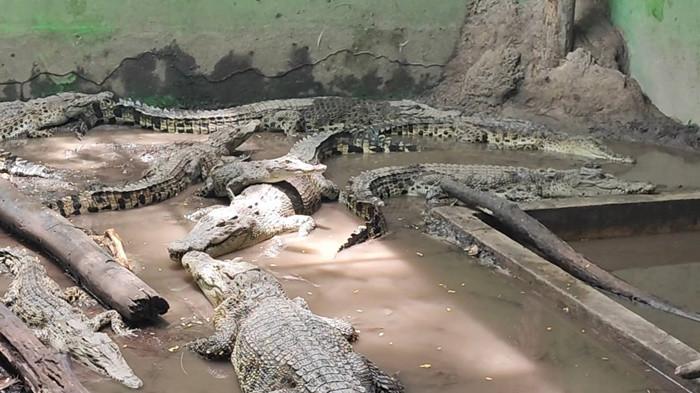 Katta sik seks video