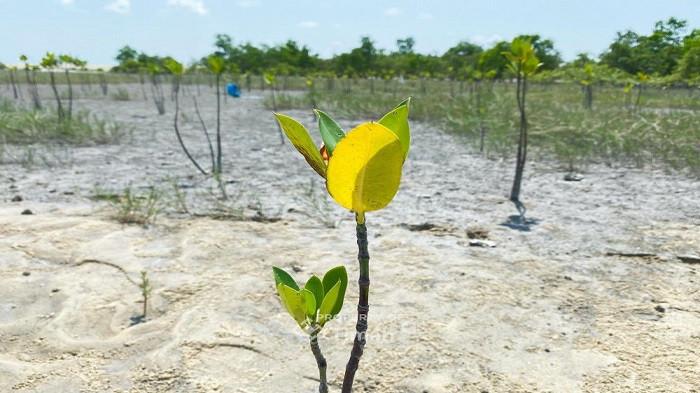 PT Timah Tanam 11 Ribu Mangrove di Pesisir, Dukung Rehabilitasi Ekosistem dan Mitigasi Iklim