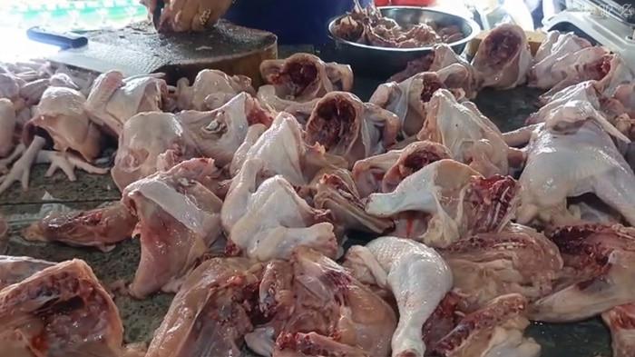 Kenaikan Harga Daging Ayam di Belitung Dipicu Pasokan DOC Menipis