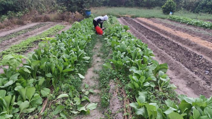 Tanaman Petani Mempaya Belitung Timur Terancam Gagal Panen Akibat Cuaca Ekstrem