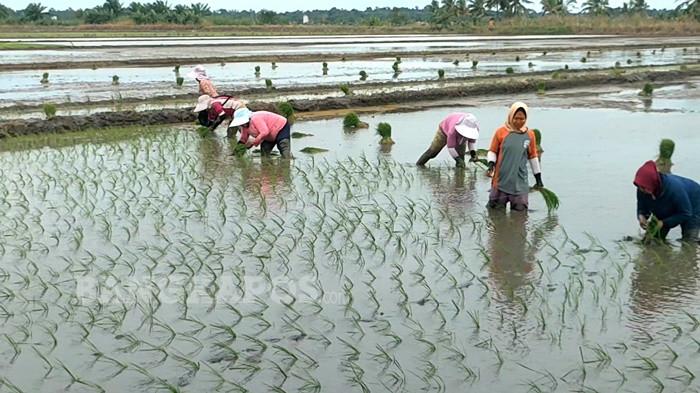 TANAM PADI -- Beberapa orang petani ketika mulai melakukan penanaman padi di area persawahan di Desa Rias, Senin (3/11/2025). Hingga awal November 2025 sudah 450 hektare sawah ditanami padi IP 300.