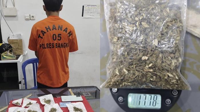 Pemuda di Bangka Ditangkap Polisi, Simpan 11 Bungkus Daun Ganja Siap Edar