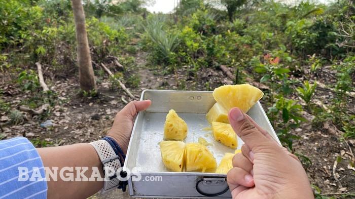 Nanas Bikang, hasil panen raya di kebun Bujang, di Desa Bikang, Kecamatan Toboali, Bangka Selatan, Senin (15/6/2026). Nanas khas desa ini dikenal memiliki rasa manis legit dan berair, menjadi komoditas unggulan warga setempat sekaligus sumber penghidupan petani.