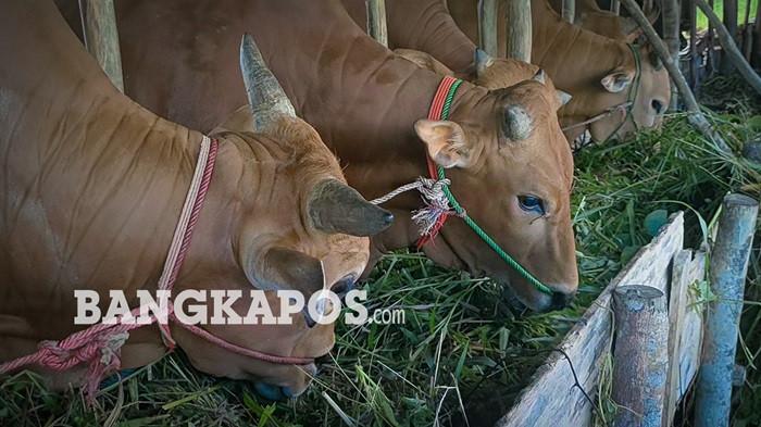 HEWAN KURBAN – Beberapa ekor sapi yang siap untuk menjadi hewan kurban di kandang peternakan sapi yang ada di wilayah Kecamatan Toboali, Senin (4/5/2026). Pemerintah daerah mulai melakukan pendataan untuk kebutuhan hewan kurban pada hari raya Iduladha tahun 2026.