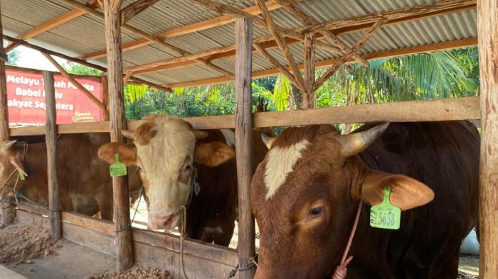 Foto ilustrasi sapi kurban Limosin di peternak Parit Lalang, Kota Pangkalpinang, Rabu (6/5/2026).