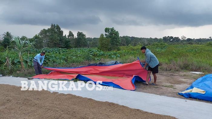 PENGOLAHAN PAGI -- Sejumlah petani ketika mengolah padi yang hendak diolah di penggilingan Mitra Bulog Marsudi Tani Desa Rias, Senin (11/5/2026). Hampir 3.000 GKP terserap pada musim tanam pertama tahun 2026.