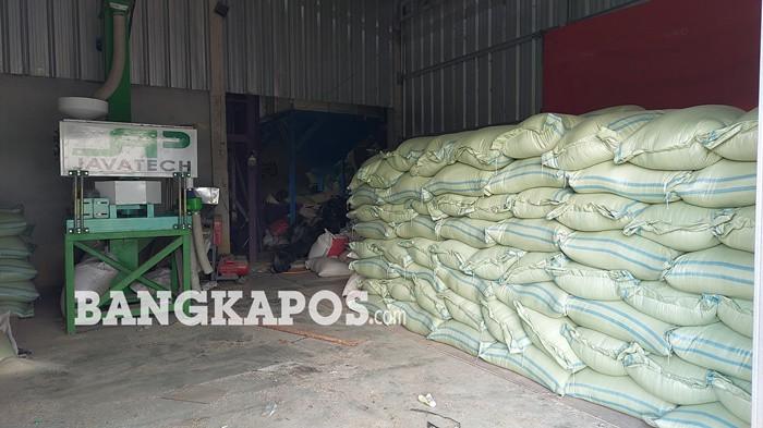 PENGOLAHAN PAGI -- Sejumlah petani ketika mengolah padi yang hendak diolah di penggilingan Mitra Bulog Marsudi Tani Desa Rias, Senin (11/5/2026). Hampir 3.000 GKP terserap pada musim tanam pertama tahun 2026.