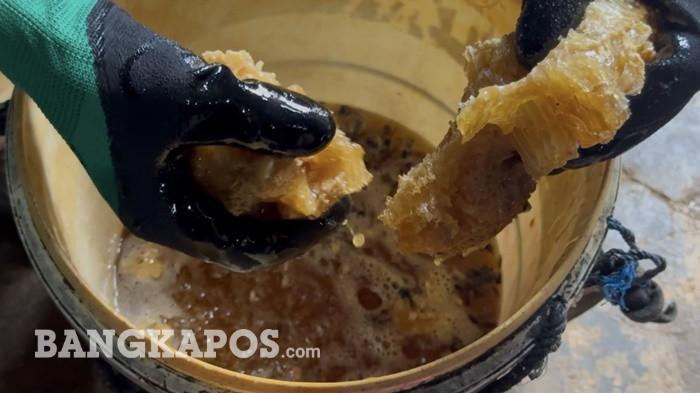 MADU DESA GUDANG -- Nordin,Pemburu madu,menunjukkan madu di Desa Gudang,Simpang Rimba, Bangka Selatan, Kamis (7/5/2026). Ia mengingatkan masyarakat agar lebih teliti dalam memilih madu, karena madu asli memiliki rasa, aroma, dan tekstur khas serta dapat bertahan hingga puluhan tahun jika disimpan dengan baik.