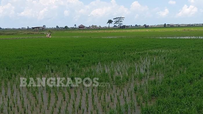 SAWAH -- Hamparan sawah di Desa Rias yang sudah mulai ditanami padi, Kamis (15/5/2026). Sawah tersebut dicetak setelah adanya program transmigrasi yang sudah dimulai sejak tahun 1982.