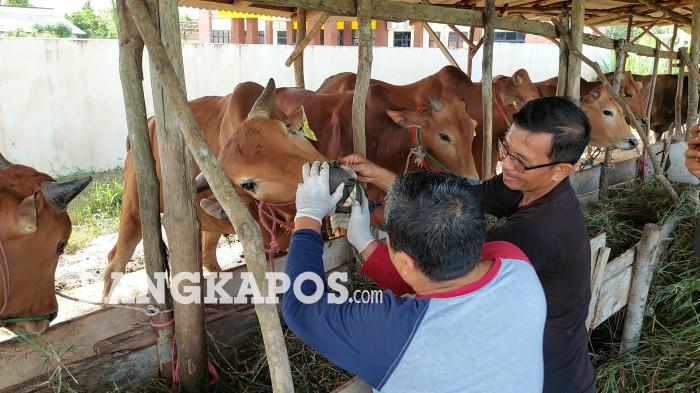 PERIKSA HEWAN – Petugas kesehatan hewan dari Dinas Pertanian, Pangan dan Perikanan Kabupaten Bangka Selatan ketika melakukan pemeriksaan kesehatan hewan milik peternak di Desa Gadung, Kamis (21/5/2026). Pemeriksaan dilakukan untuk memastikan hewan tersebut layak dikonsumsi.