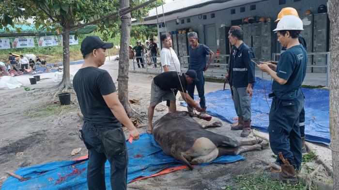 Pemotongan Hewan Kurban PT MSP di Halaman Belakang Kantor PT MSP di Kawasan Industri Jelitik Sungailiat Bangka, Kamis (28/5/2026),