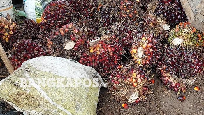 TBS SAWIT – Kondisi TBS kelapa sawit milik pengepul di Kecamatan Toboali, Selasa (2/6/2026). Saat ini harga kelapa sawit sudah mulai berangsur membaik.